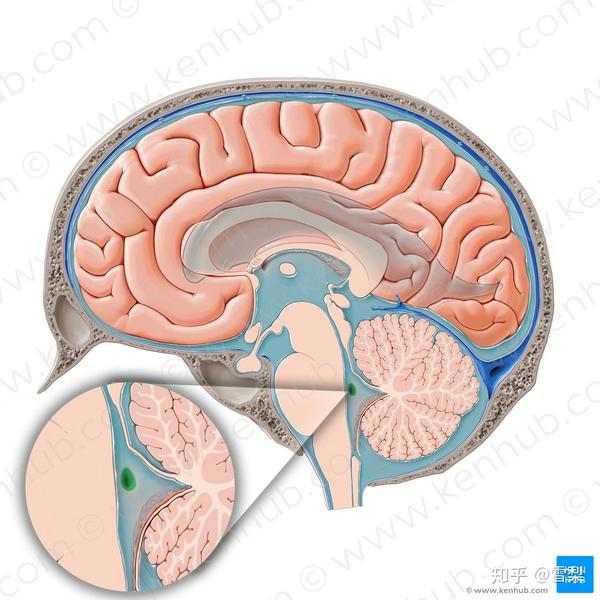 fourthventricle四脑室