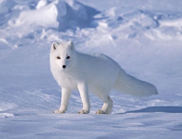 北极狐有人类社会流行的美艳锥子脸