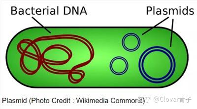 分子克隆从认识质粒开始