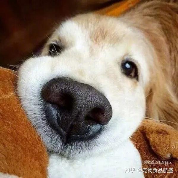 狗狗身上的8个惊人真相,你知道几个?