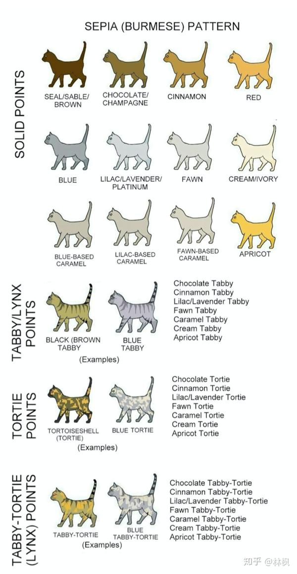 史上最全猫咪颜&花纹对照表,耐着性子读完秒杀90%繁育