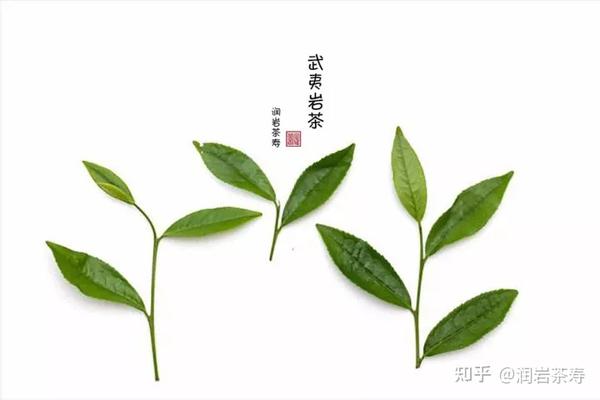 武夷岩茶摇出来的岩骨花香