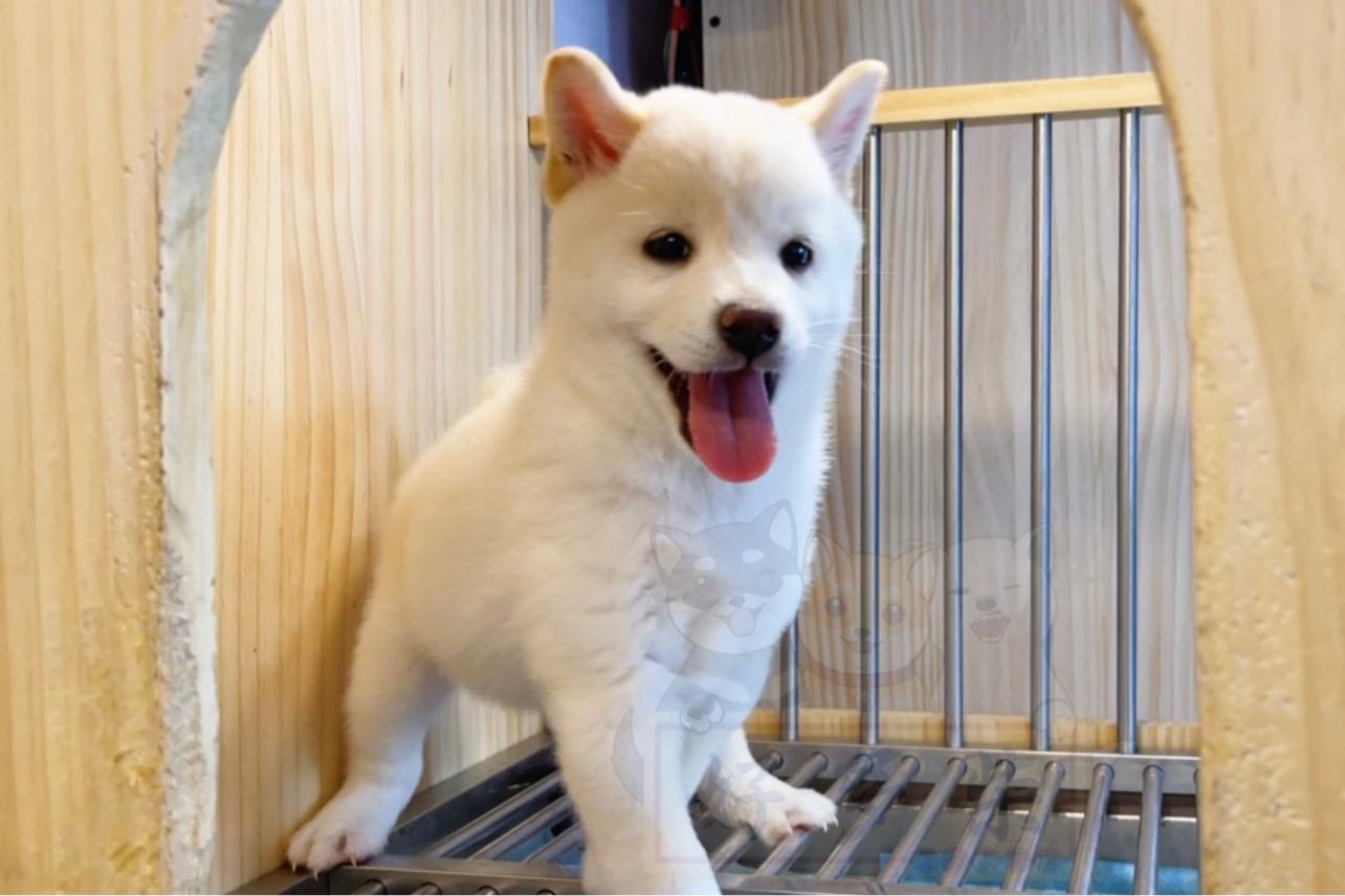 柴犬百科白柴值得养吗该如何挑选