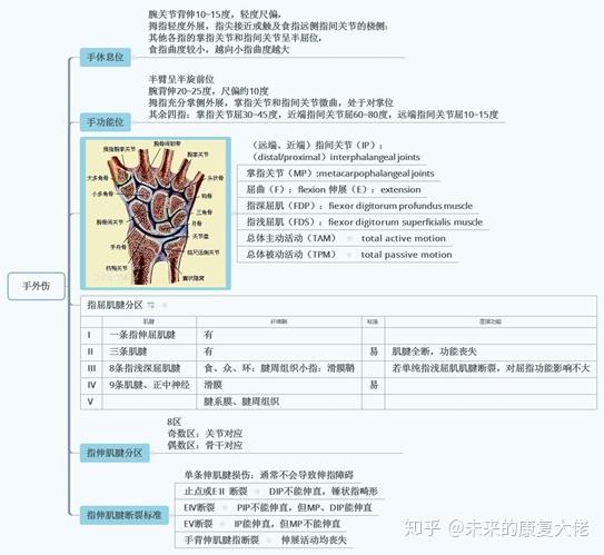 康复考研肌骨思维导图2