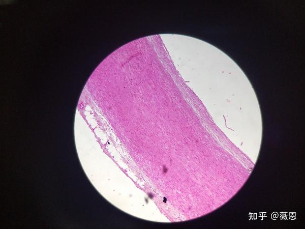 组织学与胚胎学切片观察2