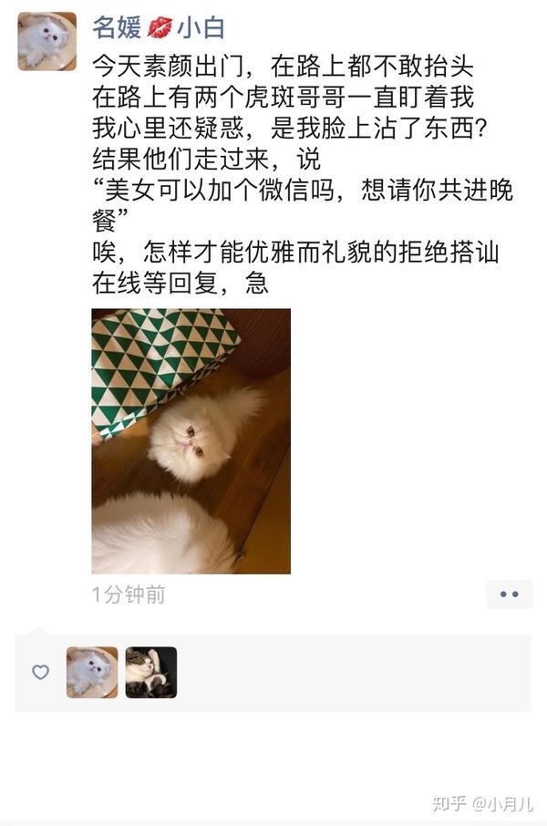 假如猫的朋友圈也有凡尔赛文学