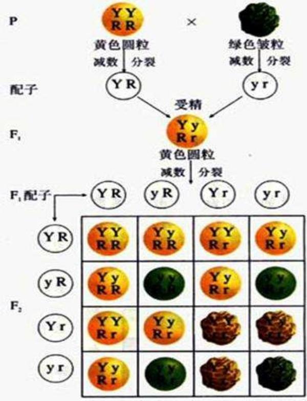 同父同母的兄弟基因相同为什么会有较大差异比如长相和个子?