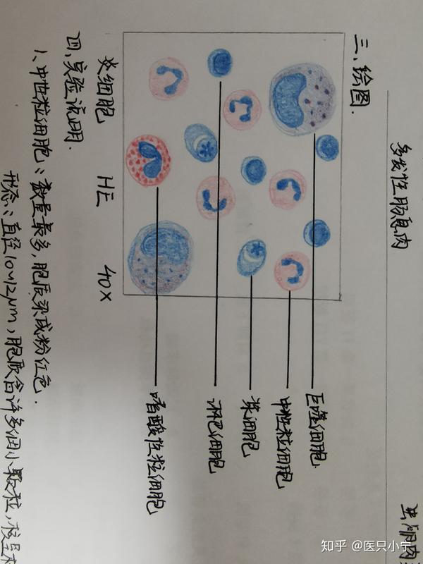 大二临床病理学红蓝铅笔图
