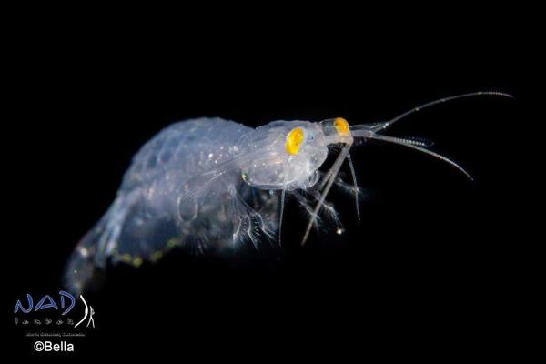 远瞩虫科telephinidae:浮游的美丽三叶虫