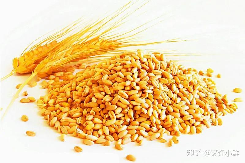 水稻小麦的起源与人类古文明的兴衰