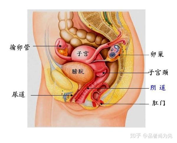 【产后修复】只知道生完孩子屁股变大,可你不知道屁股