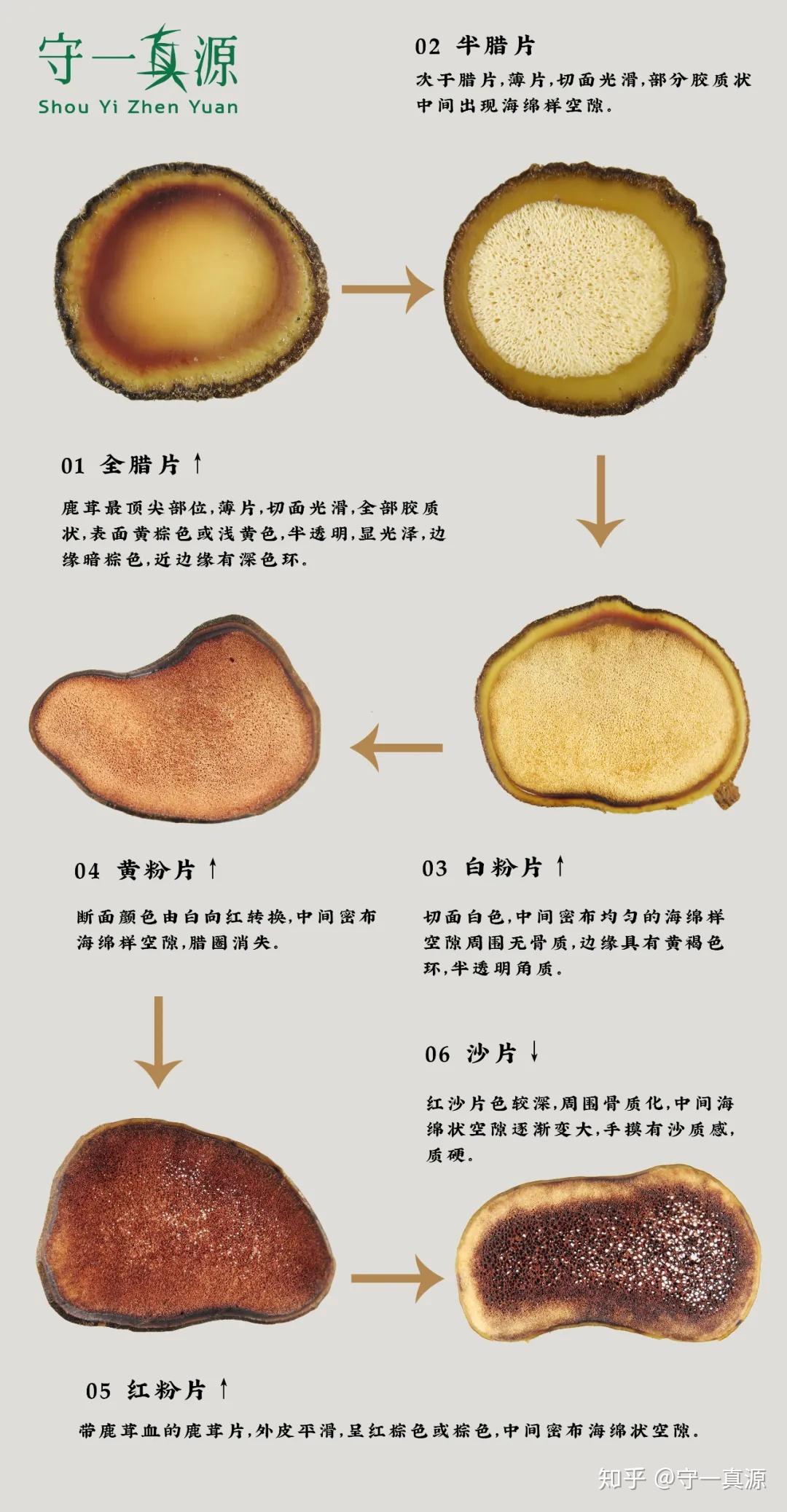 鹿茸等级鉴定:不同部位,价位也大相径庭