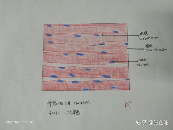 组胚红蓝铅笔绘图31