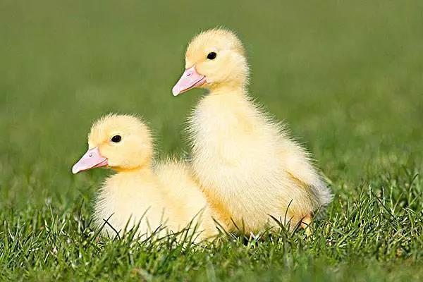 dally duck,donaldduck dilly duck said to dally duck"let's play in thepuddle(水坑)to