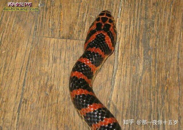 平头蛇与三角头蛇
