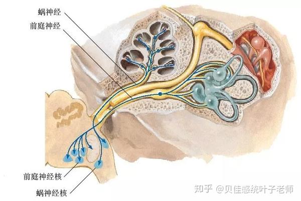 前庭与听觉系统 前庭可以帮助我们通过声音来定位自己的位置,来发展