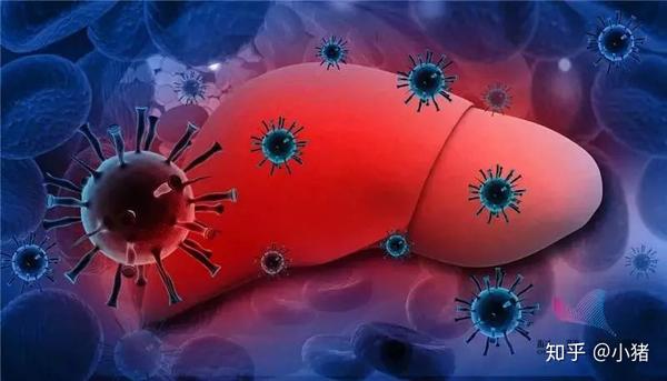 能导致人类病毒性肝炎的病毒主要有5类,分别是甲,乙,丙,丁,戊型肝炎