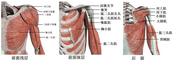 图6-2 肩部肌肉