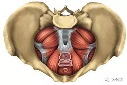 男性盆底vs女性盆底