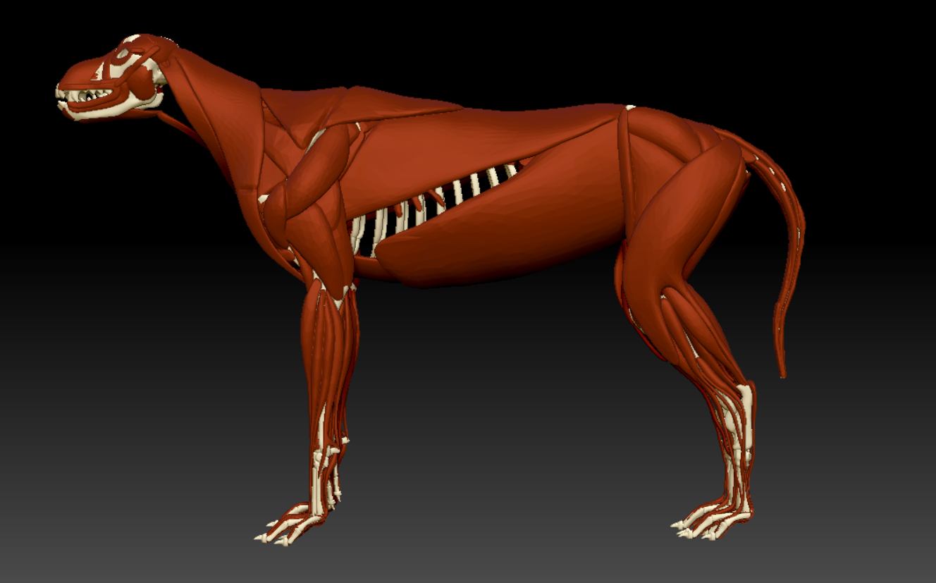 动物解剖狗科3d肌肉模型