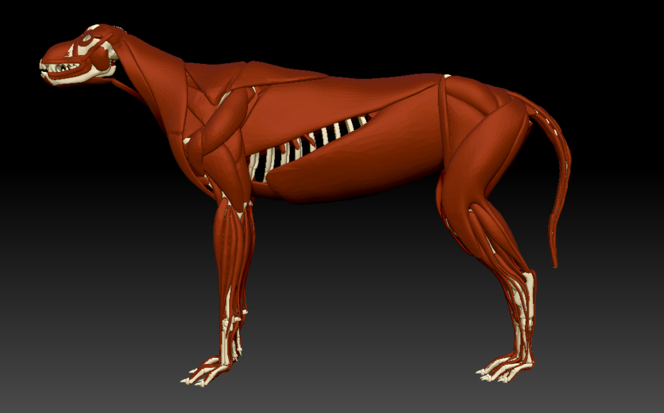 动物解剖-狗科3d肌肉模型