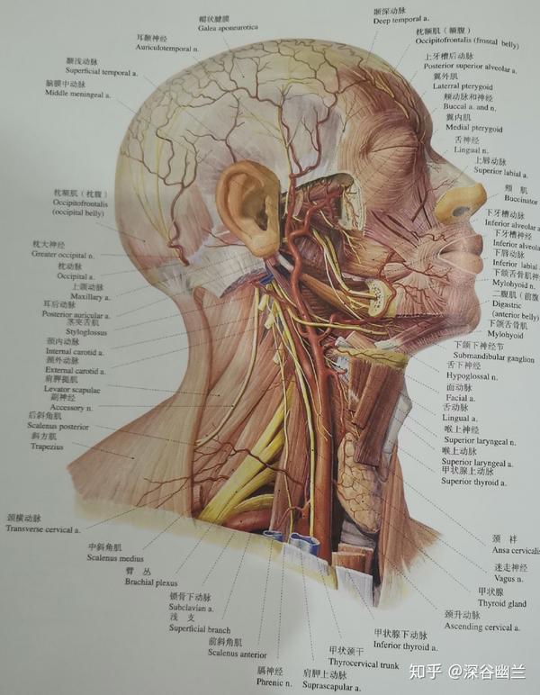 头颈部右侧面的肌肉,血管,神经(2)
