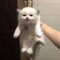 吃猫咪的小鱼干