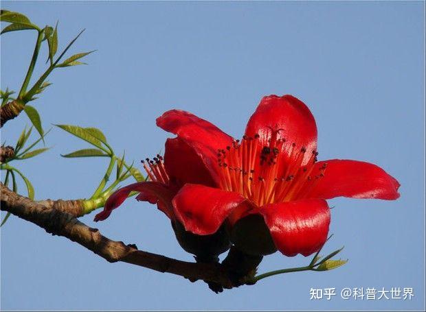 攀枝花居然真是一种花知道是哪种花吗还有不少地方以它命名呢