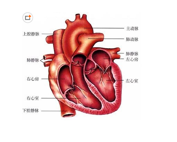 心脏血管能自我建立侧支循环血管吗?