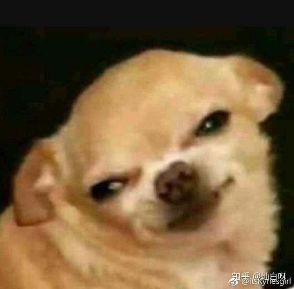 为什么流泪的表情包大都选的吉娃娃?