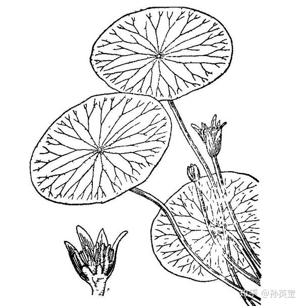 科学绘画被子植物家族莼菜科成员