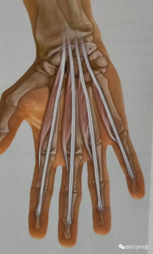 拇短伸肌,拇长伸肌,第1~4蚓状肌-功能与肌力测评