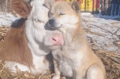 跨越种族的爱gif