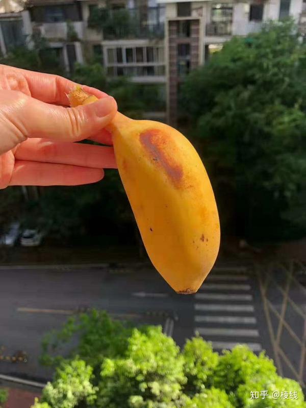 苹果蕉果皮很薄,浑身滑嫩,被称为香蕉中的"杨贵妃"