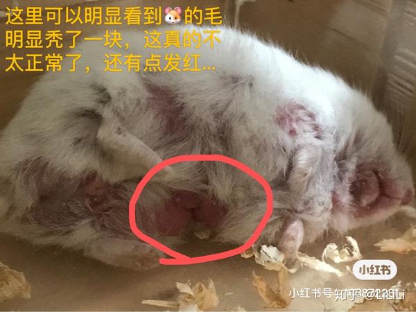 仓鼠皮肤病治疗