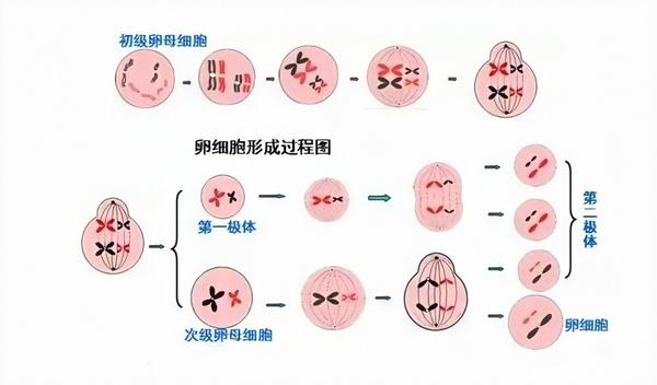 形成初级卵母细胞 接着,初级卵母细胞进行第一减数分裂,形成一个次级