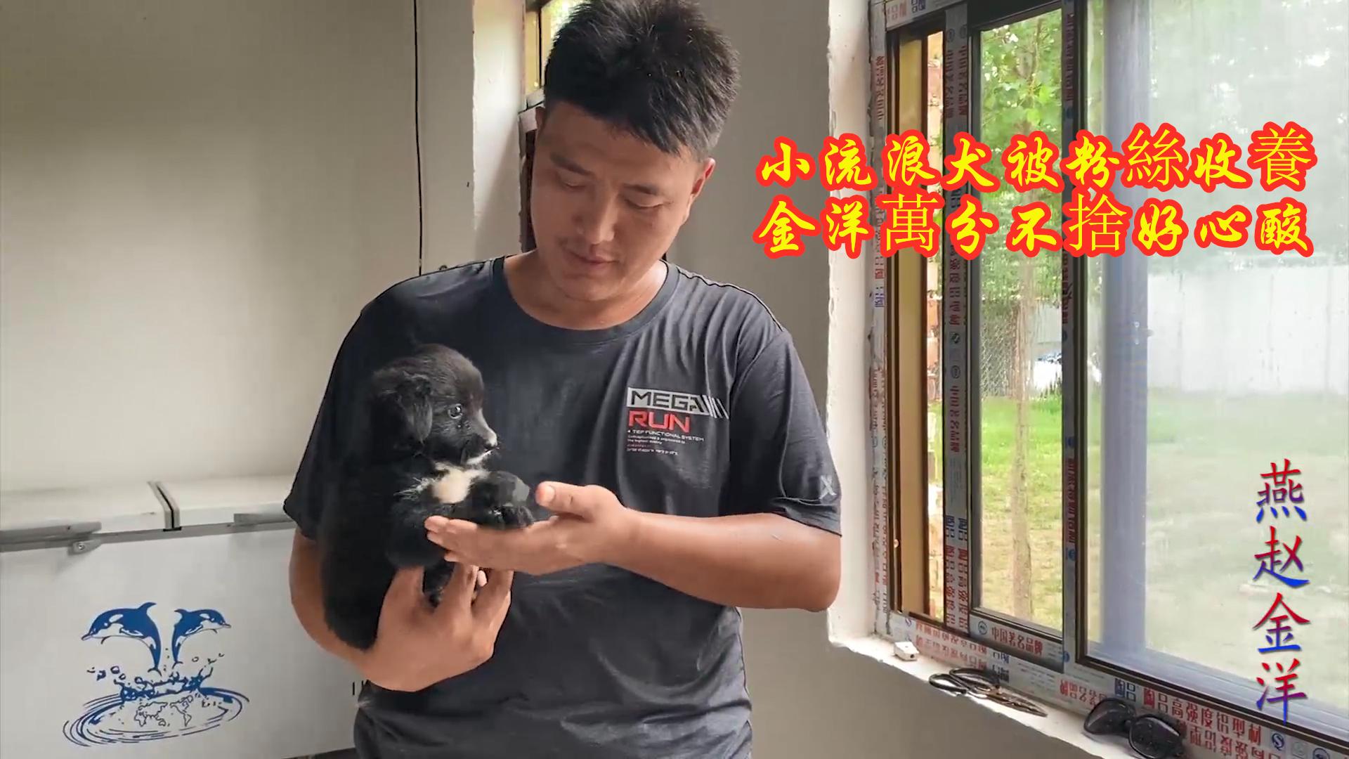 金洋引进新犬惹得大黄狂吠网友这个更猛大黄犬舍一哥地位不保