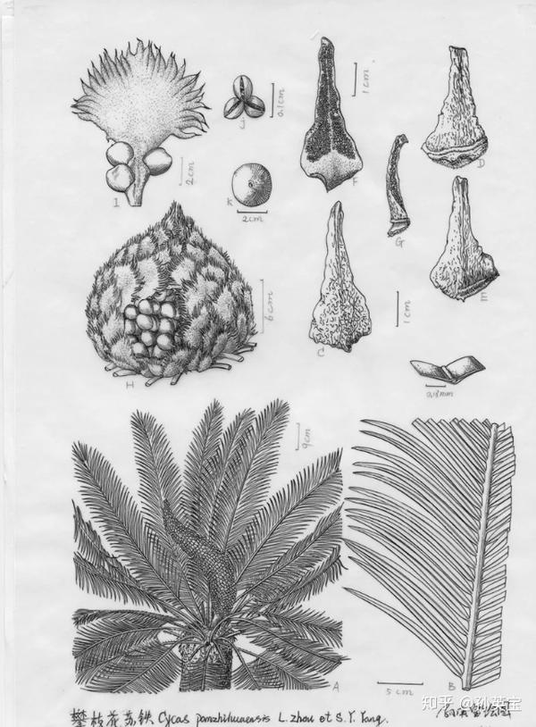 科学绘画裸子植物门的苏铁属家族成员