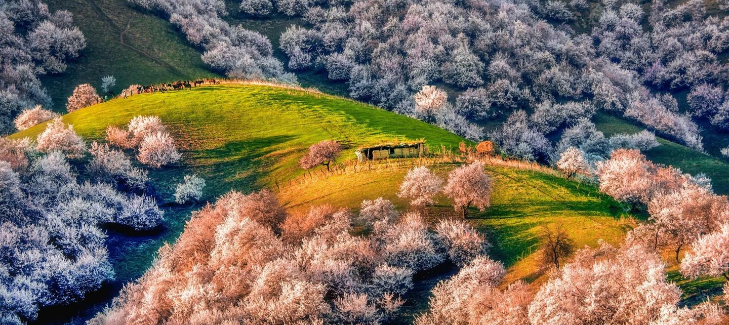 美如画!新疆●伊犁杏花沟,满足了你对四月天的所有幻想!