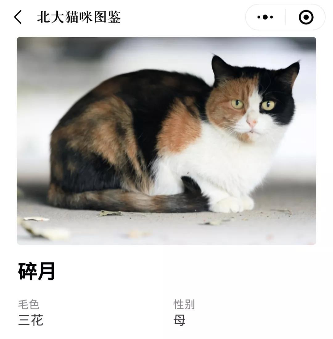 这并不是一个猫咪的品种,而是一类猫咪的统称.