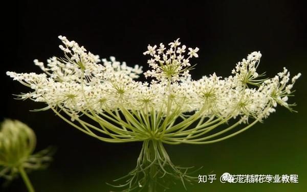 5-蕾丝花(white lace flower)双子叶植物纲伞形科花语:惹人怜爱的心