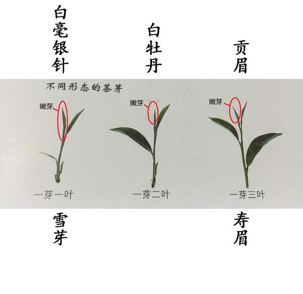 茶青/原料的分类决定了工序与等级