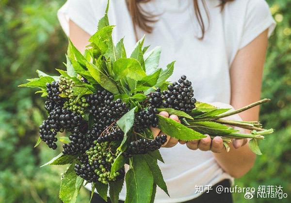 nufargo:西方人的"中草药",疫情下神秘的水果---黑接骨木莓berrymune!