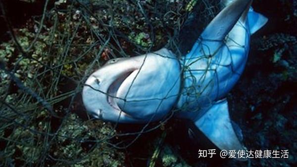 海洋环境污染对鲸鱼的影响