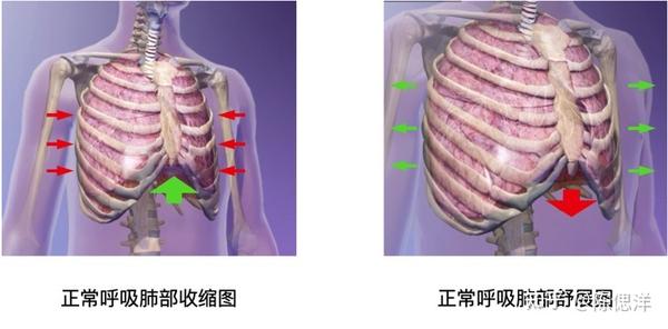 膈肌收缩,膈顶部下降使胸廓的上下径增大,同时肋间肌收缩,胸廓扩张