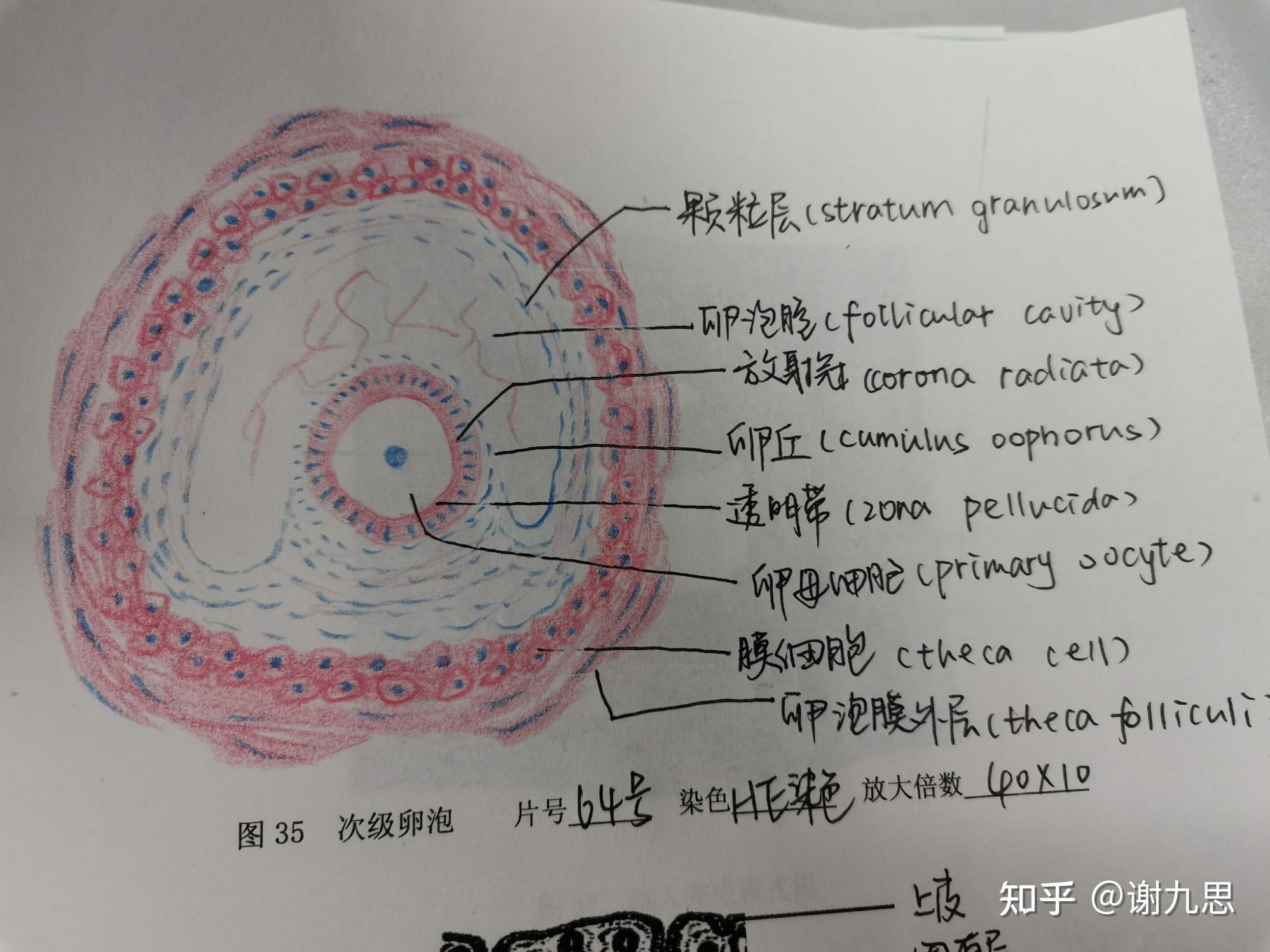 我也来记录一下我的组胚红蓝铅笔图图好耶