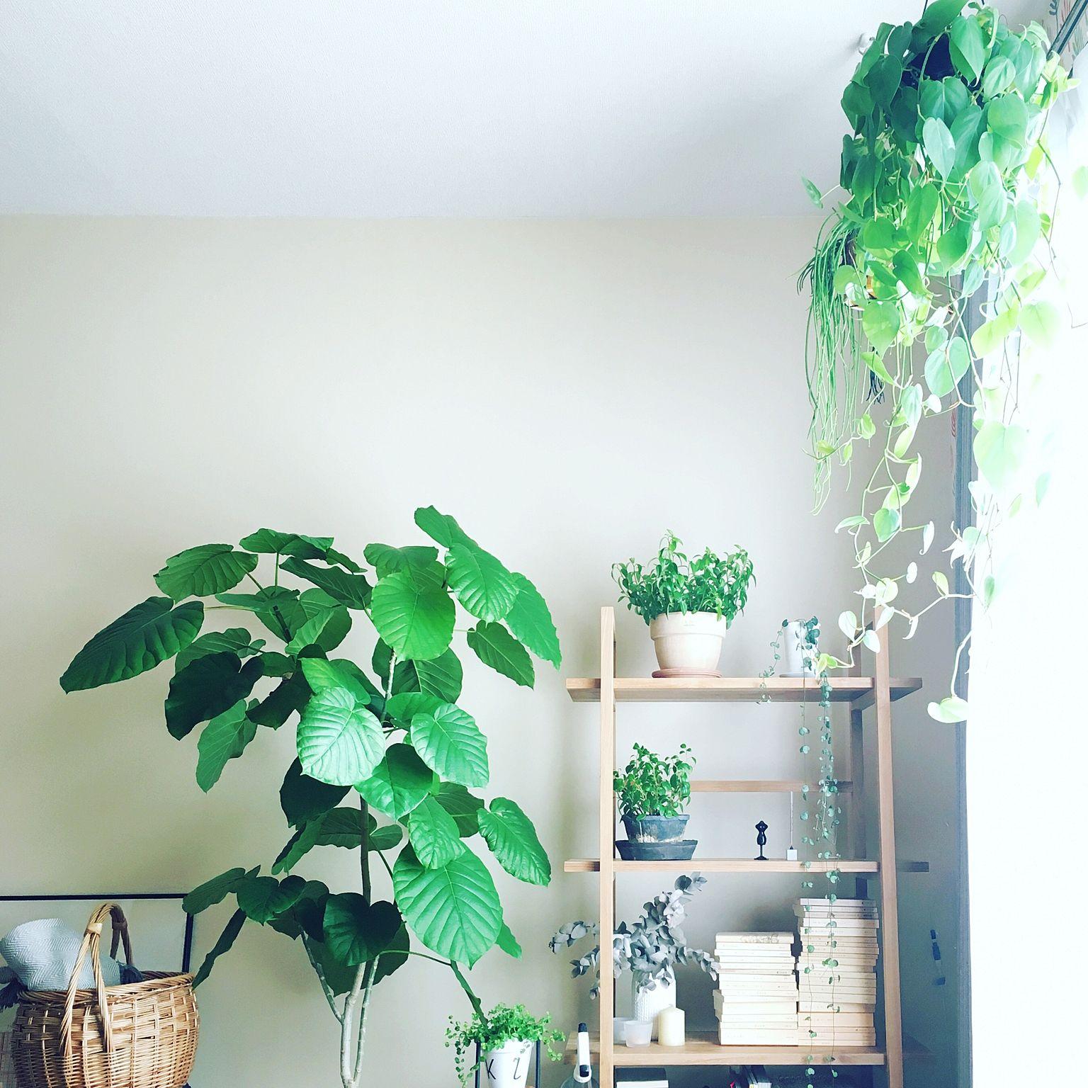 事半功倍的室内植物挑选指南 - 知乎专栏