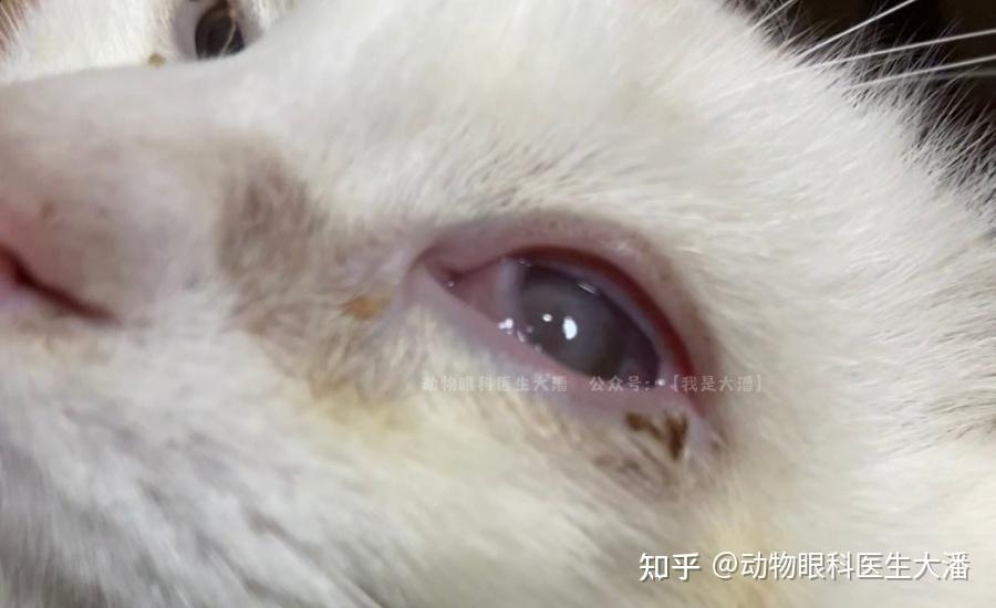 猫深层角膜溃疡,眼睛溃疡穿孔的保守治疗