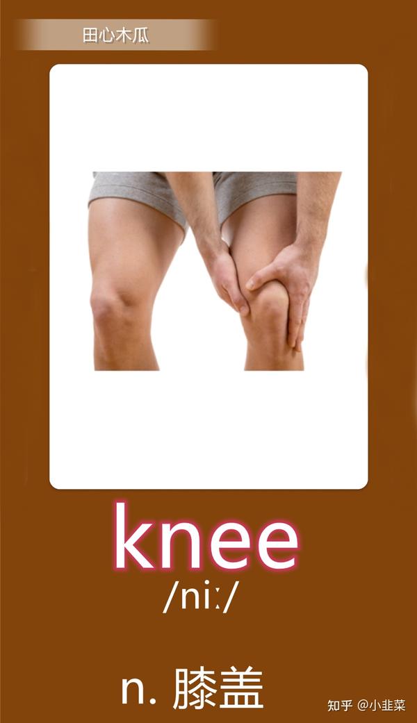 knee(膝盖)