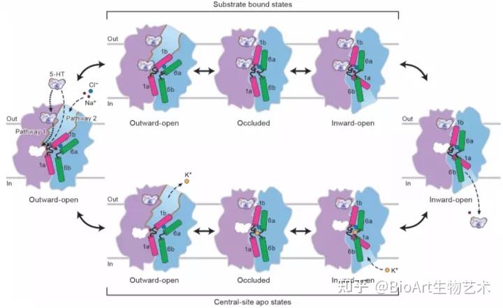sciadv科学家揭示五羟色胺转运蛋白运输和别构调节机制